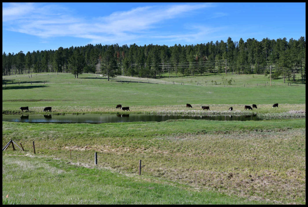 Vacas de cara blanca