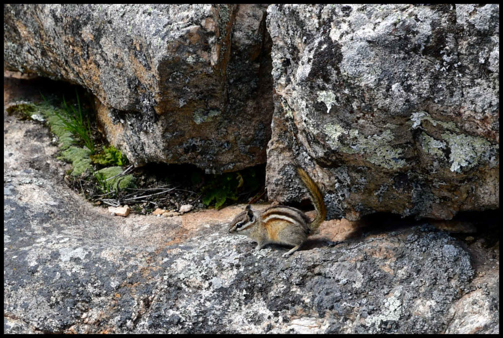 Chipmunk