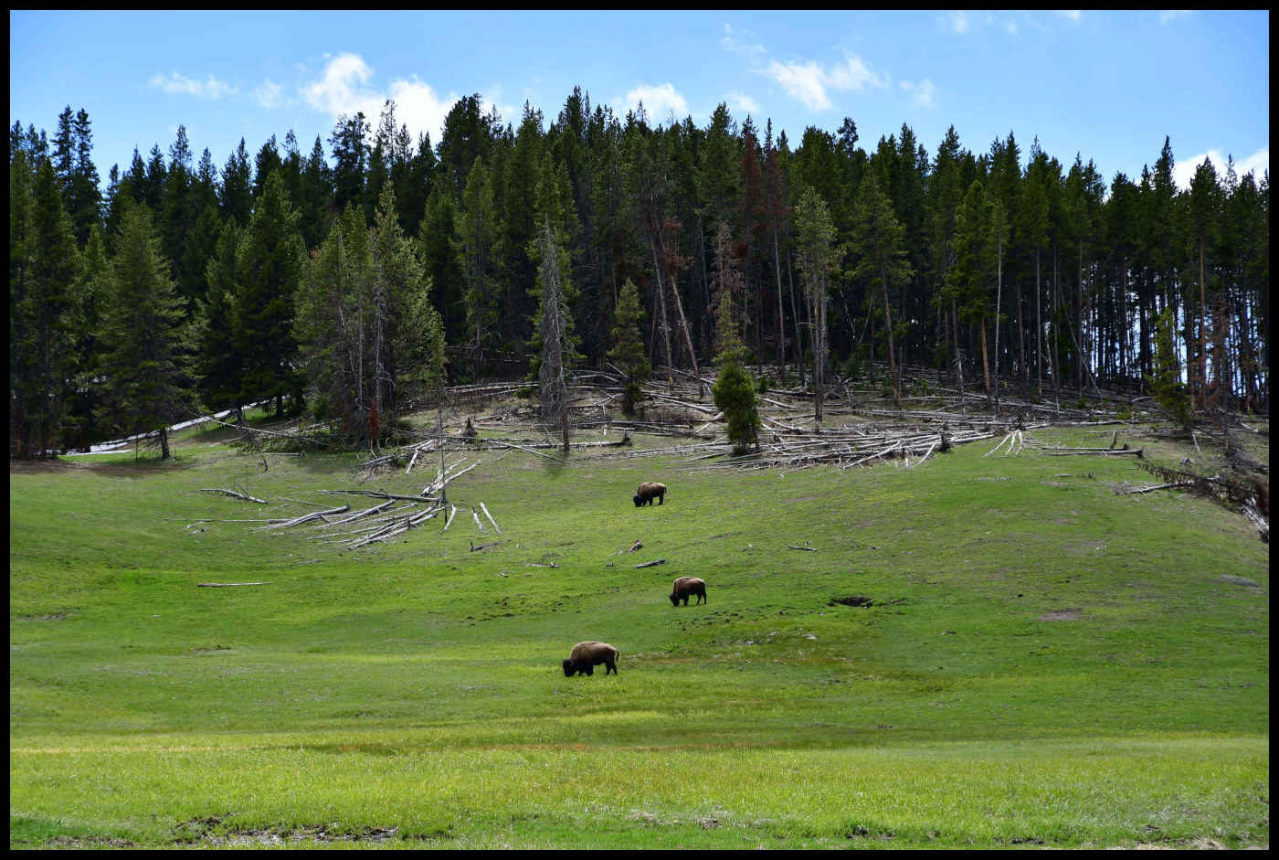 Bisontes en Yellowstone National Park