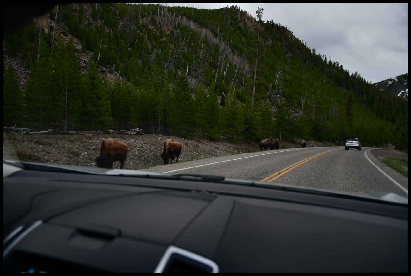 Bisontes por la carretera