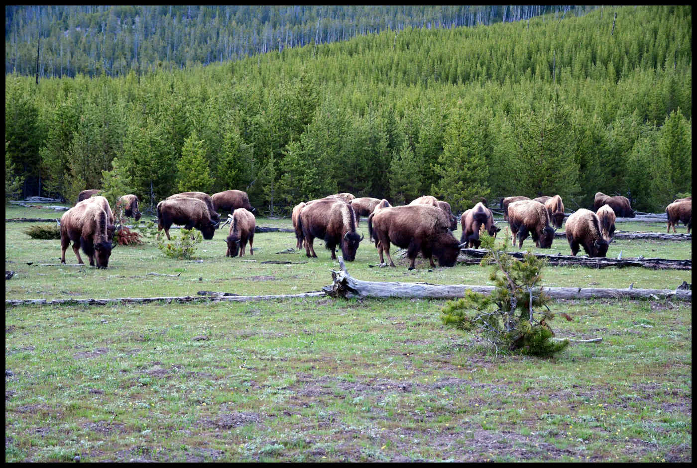 Bisontes en el Parque Nacional Yellowstone