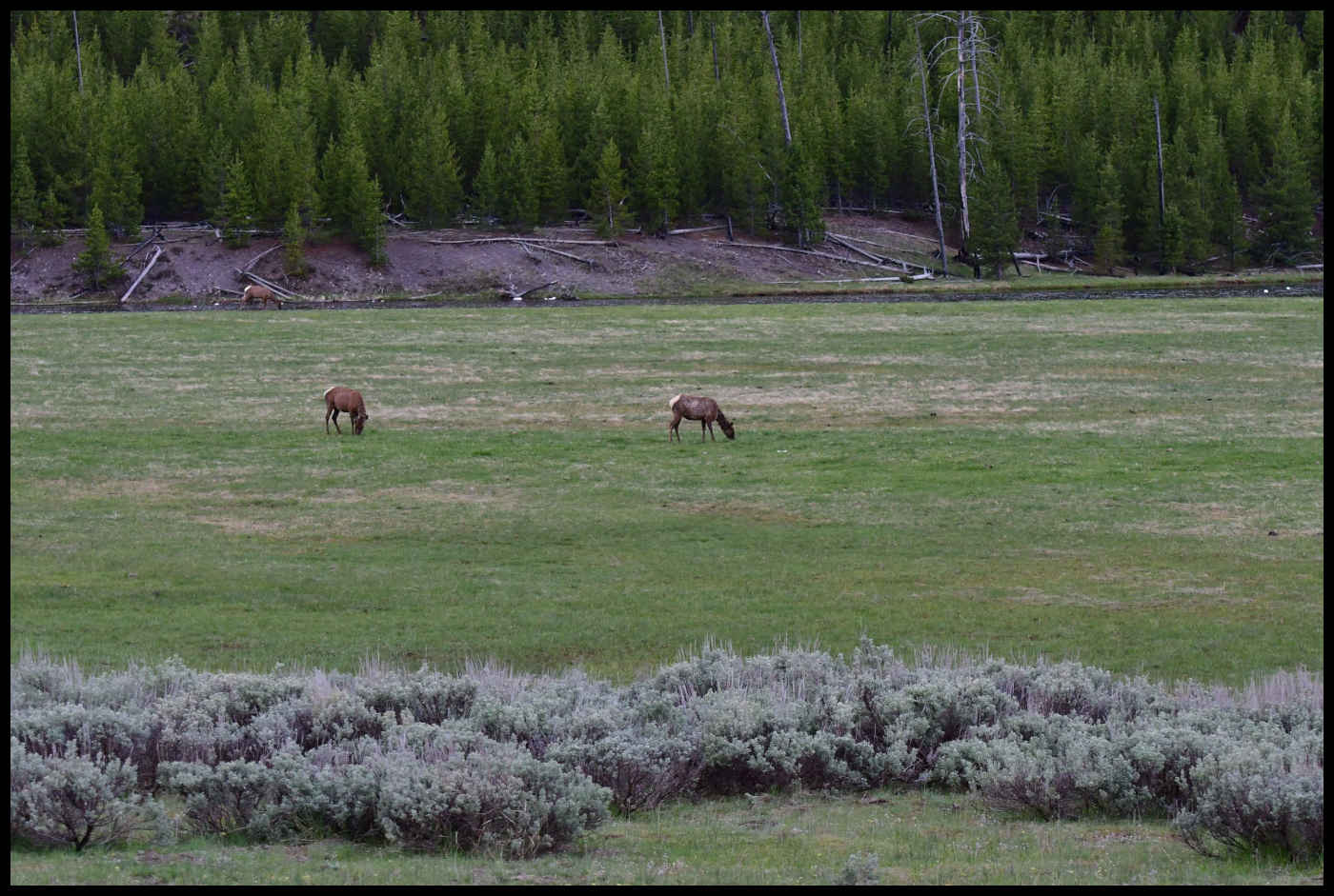 Ciervos en Yellowstone
