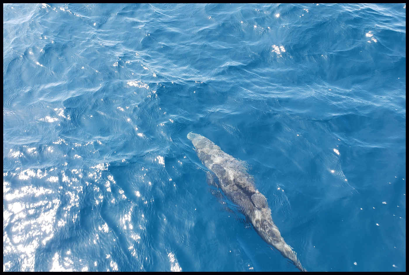 Delfines en Maldivas