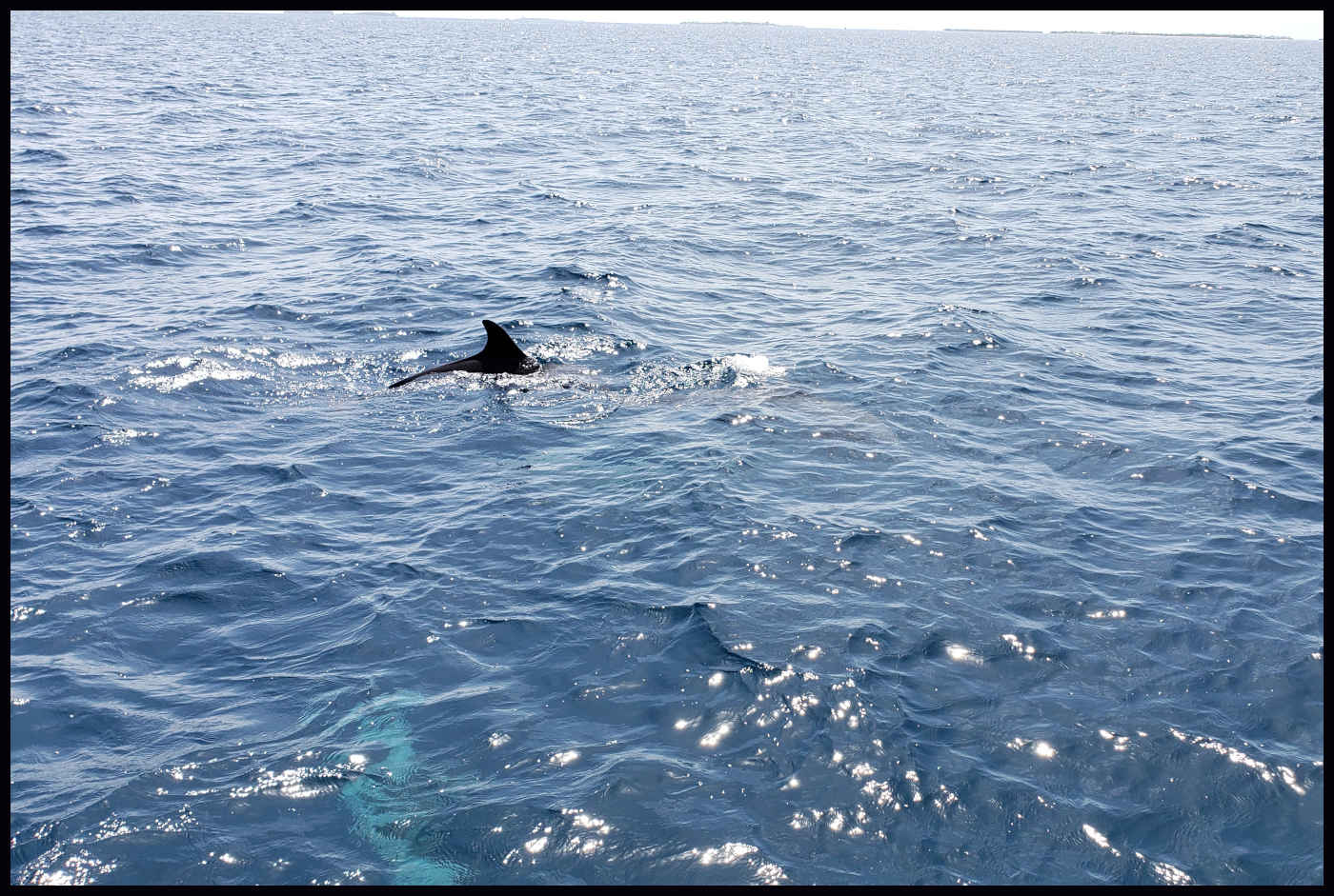 Viendo delfines