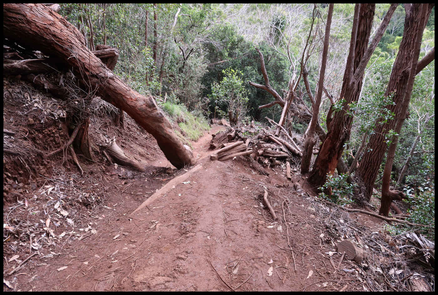Waimea Canyon Trail