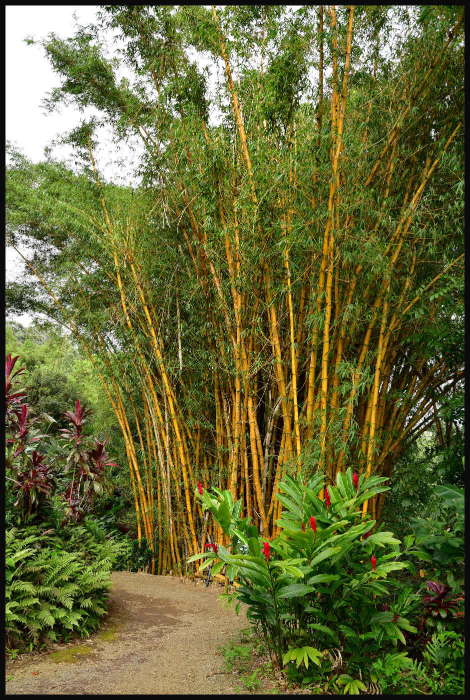 Bamboo Alley