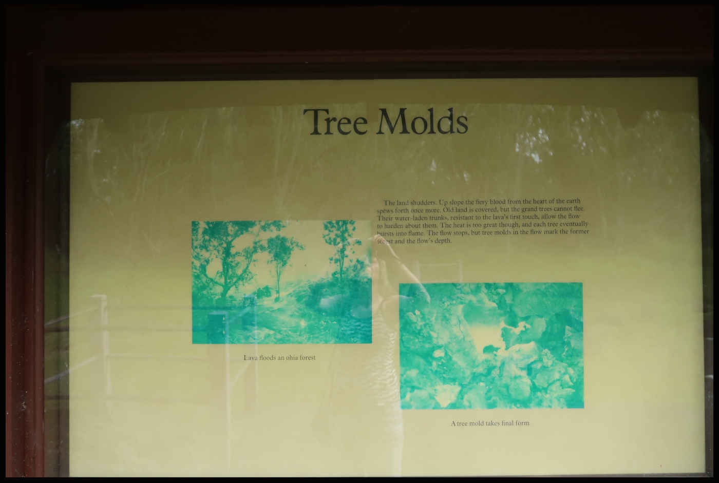 Información de Lava Tree Molds