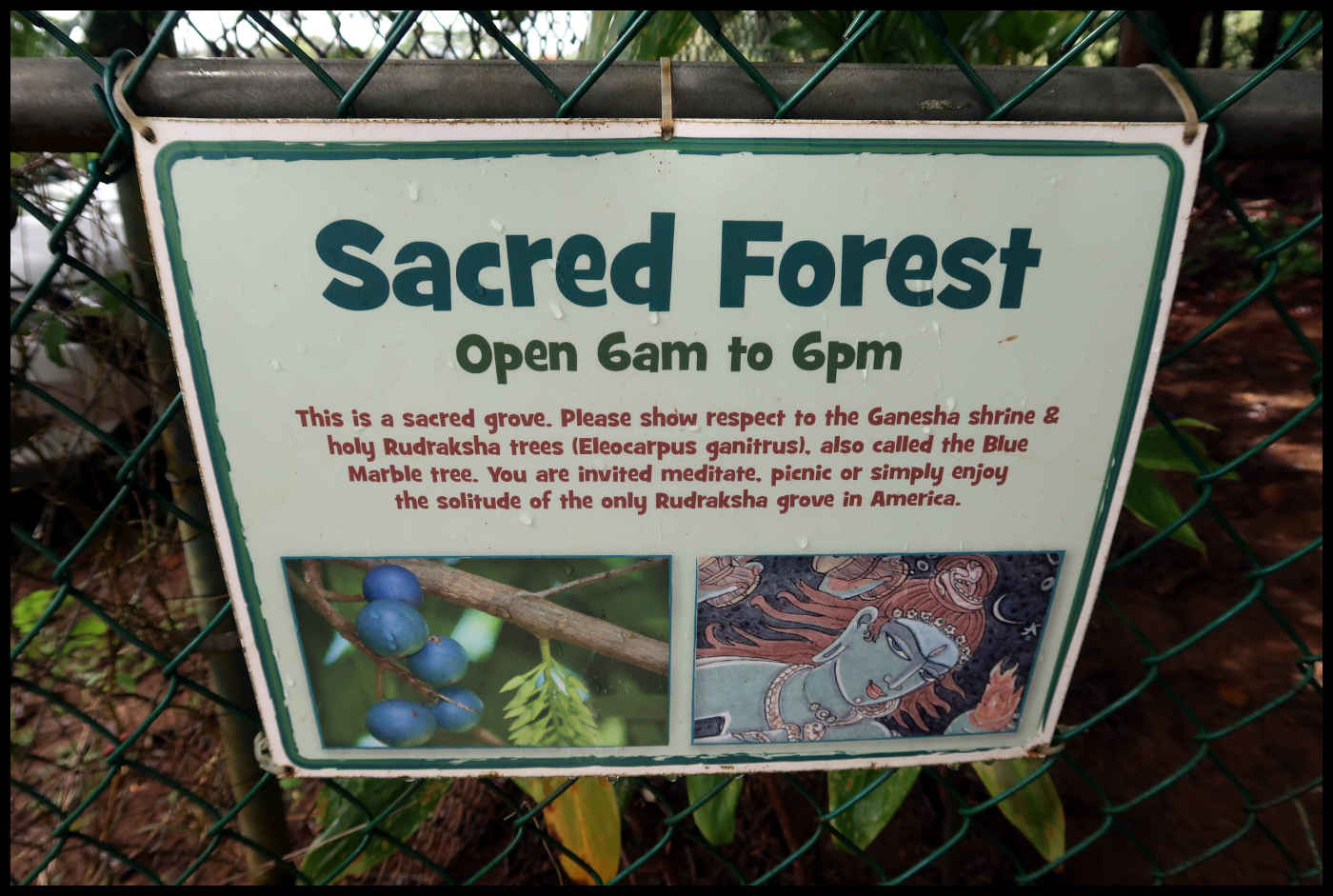 Información - Sacred Rudraksha Forest