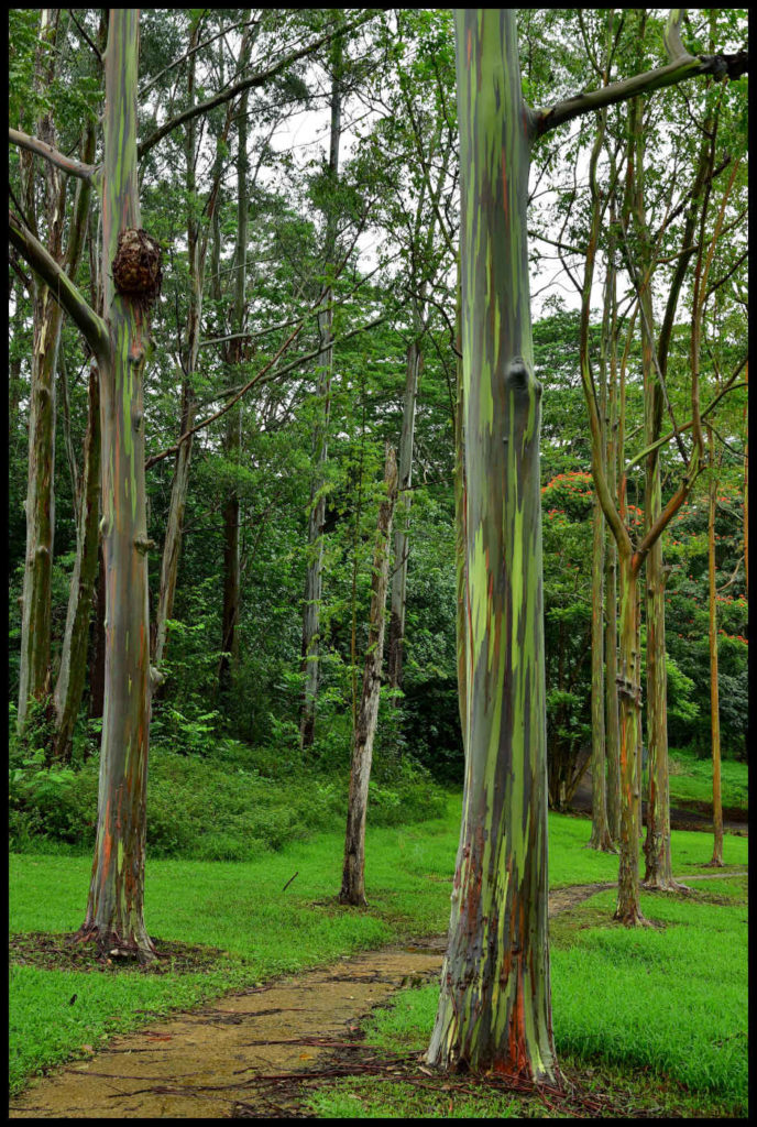 Keahua Arboretum