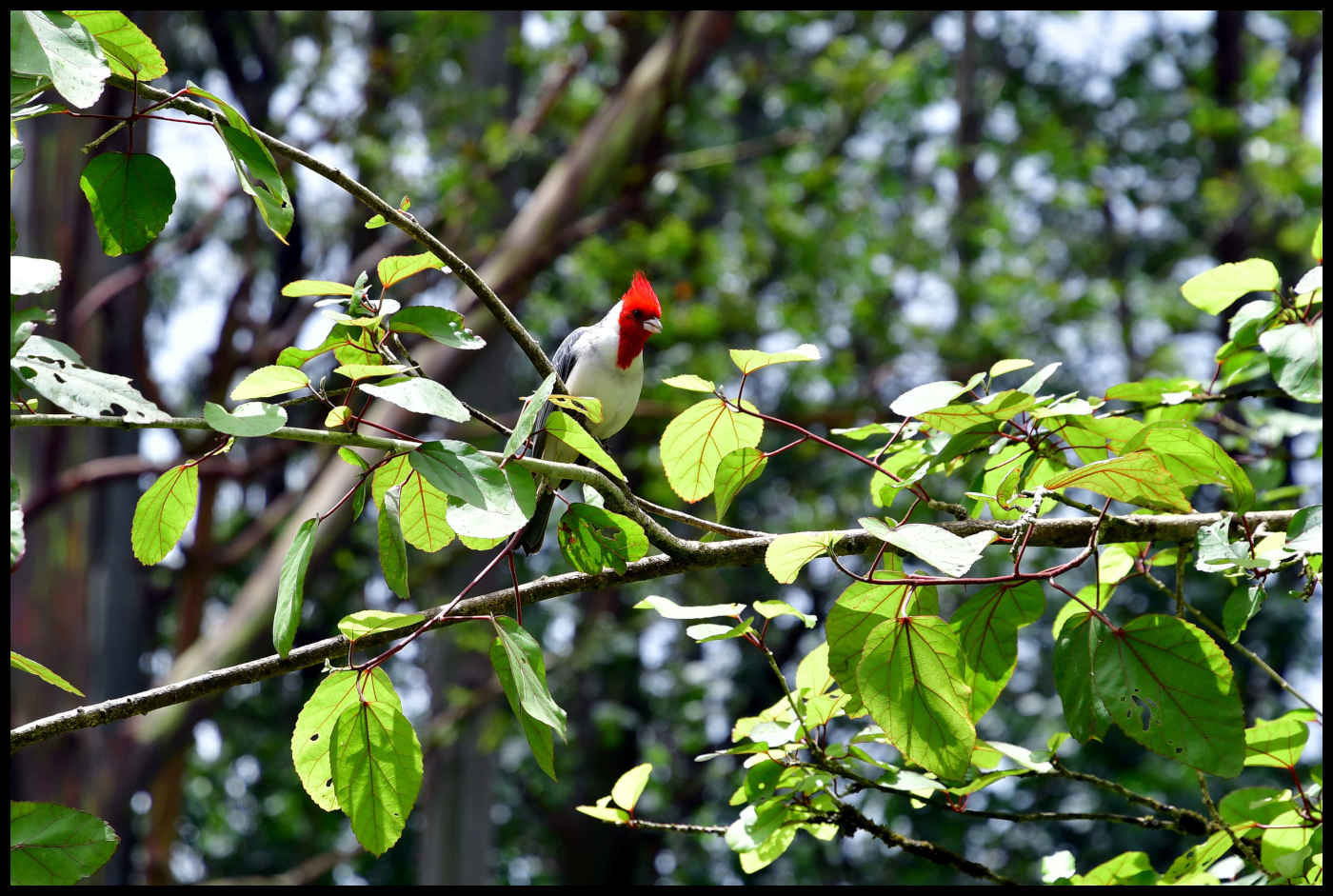 Red-Crested Cardinal - Keahua Arboretum