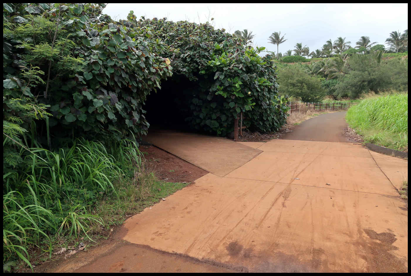 Paliku Beach Access Tree-Tunnel