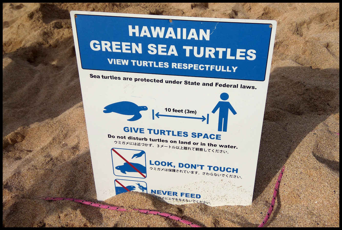 Información de las tortugas