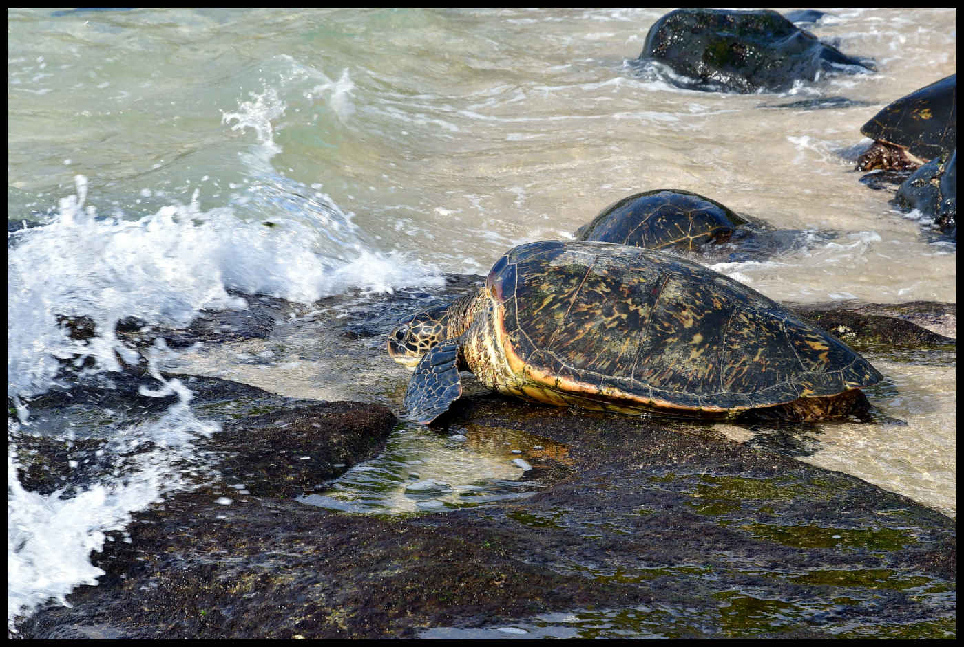 Tortugas Verdes de Hawái en la playa de Ho'okipa
