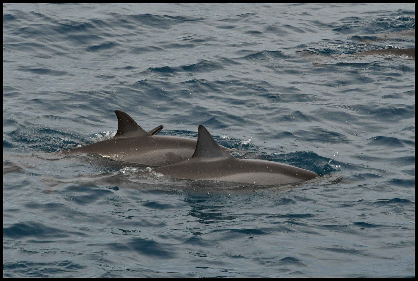 Delfines en Kauai