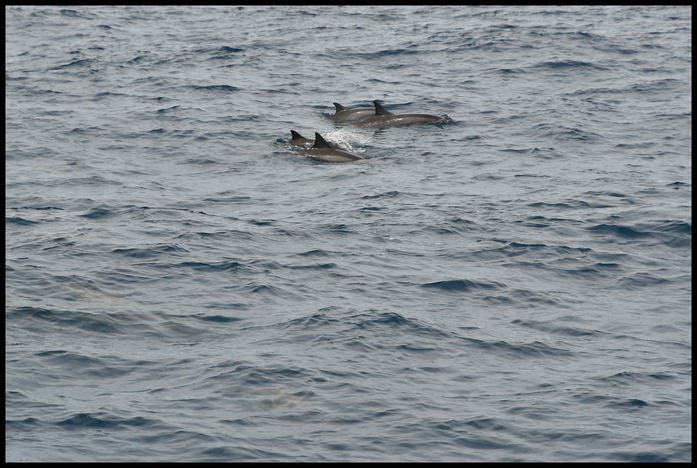 Delfines Kauai - Deluxe Napali Snorkel & Scuba