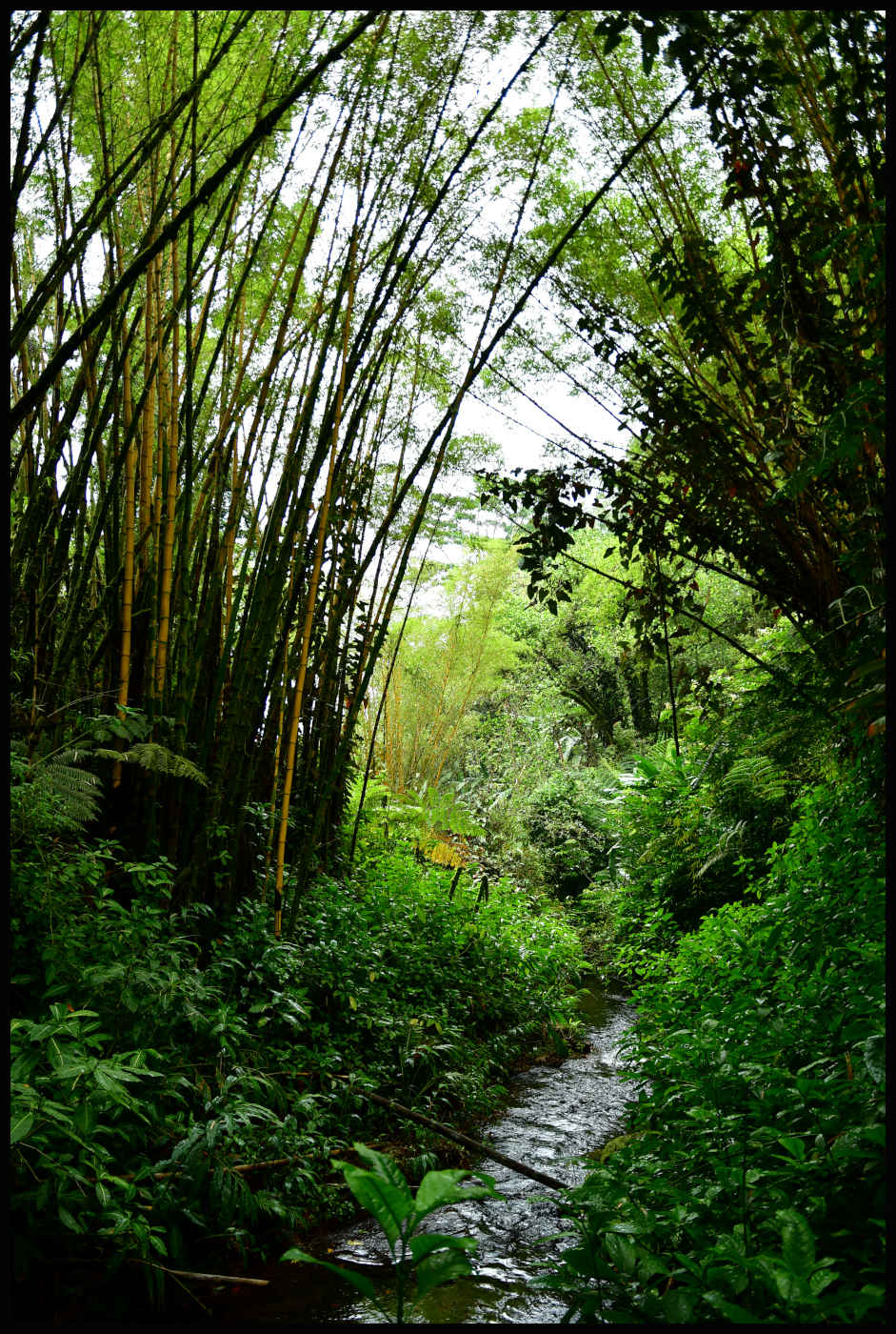 Bambú en 'Akaka Falls