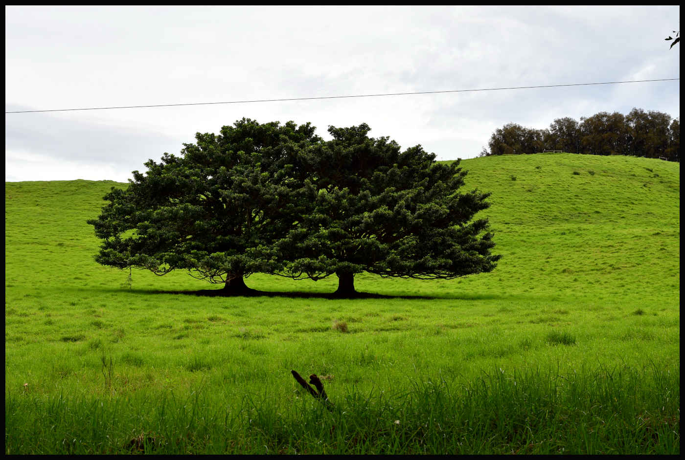 Banyan Tree - Hawi Rd.