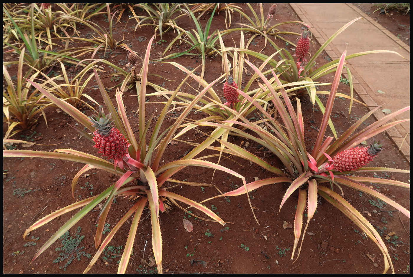 Bracteatus Pineapple - Dole Plantation
