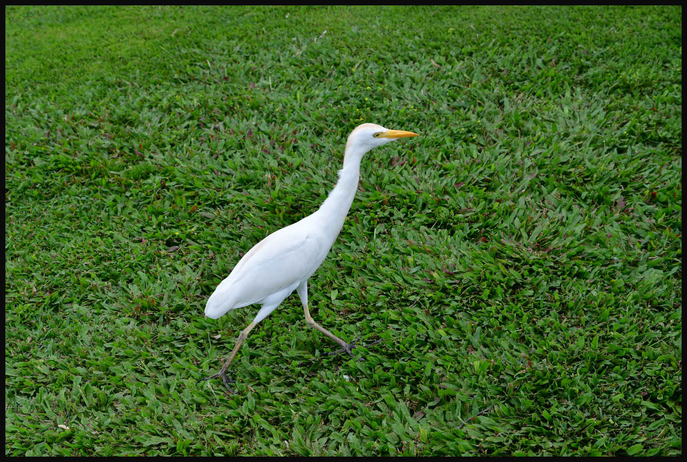 Cattle Egret - Hanauma Bay