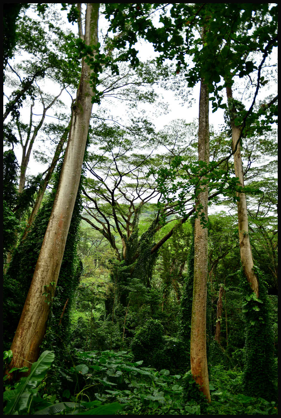 Eucalyptus Robusta Forest - Manoa Falls Trail