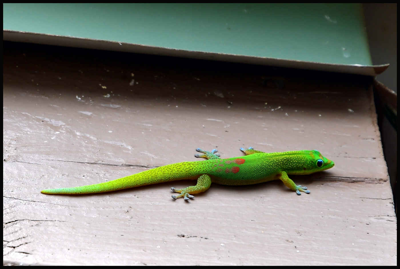 Gecko en Lapakahi State Historical Park