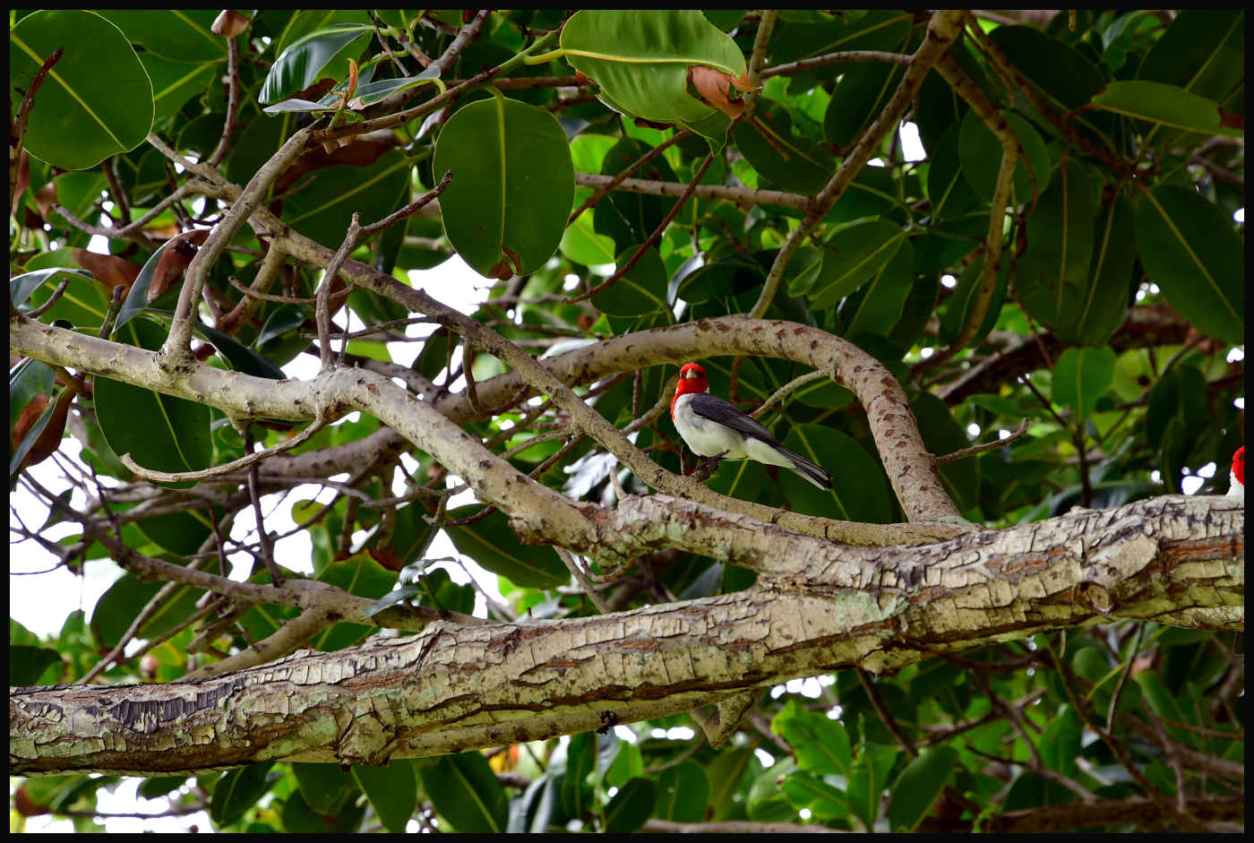 Red-Crested Cardinal - Kualoa Regional Park