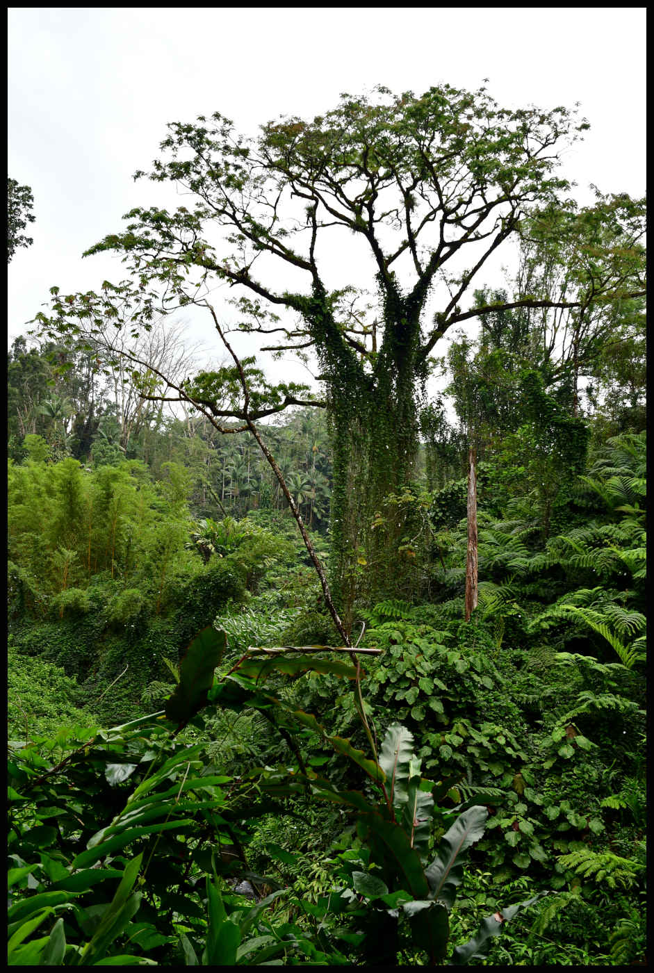 Selva Tropical en 'Akaka Falls